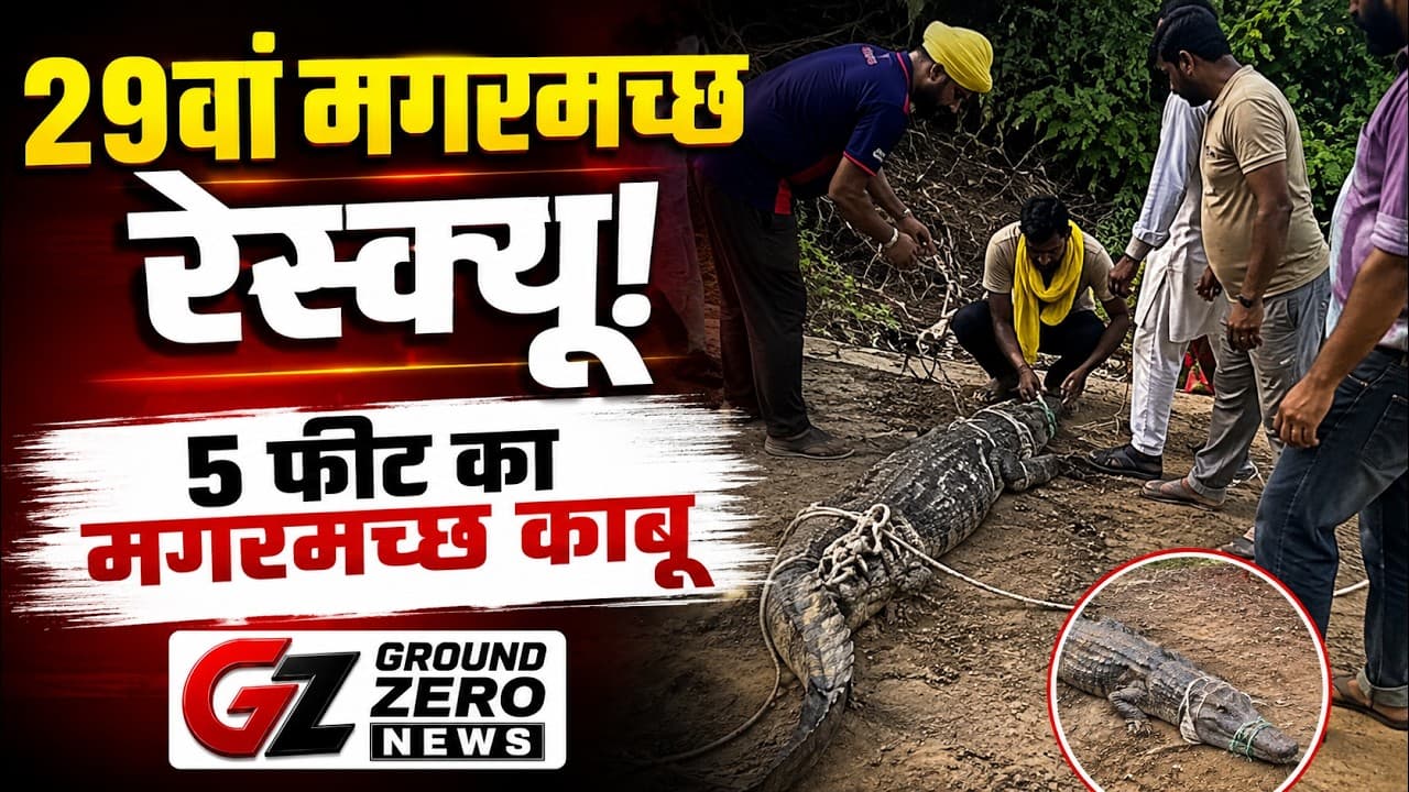 कुरुक्षेत्र में 5 फीट का मगरमच्छ काबू | प्रगट सिंह का 29वां Crocodile Rescue | Ground Zero News