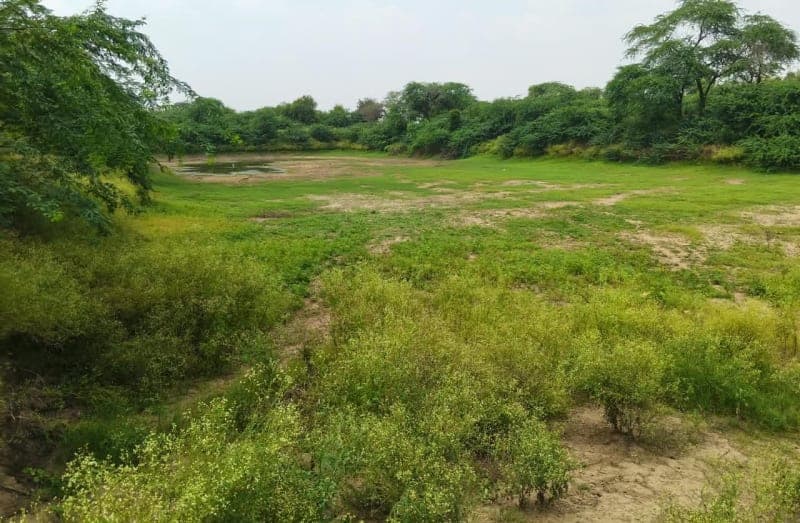 Nizampur News | इस्लामपुरा का जोहड़ सूखा : नहर से डाली गई पाइपलाइन | फिर भी नहीं पहुंच रहा पानी