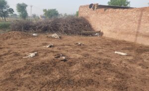 बास खुड़ाना गांव में जंगली जानवर के हमले के बाद मृत पड़ी भेड़ें