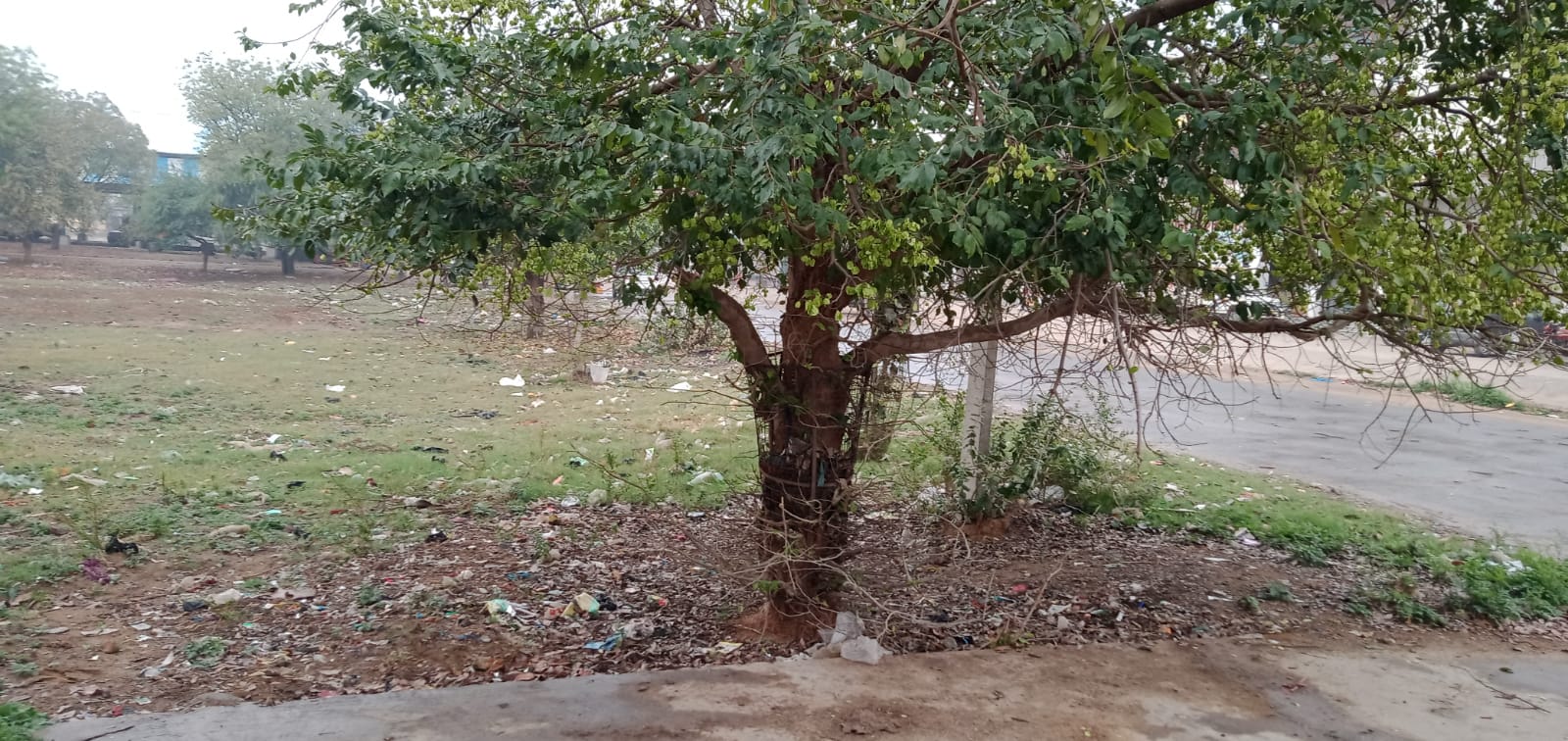 लोहे के जाल में जकड़े पेड़