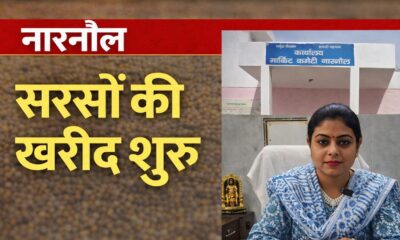 महेंद्रगढ़ में सरसों की सरकारी खरीद शुरू