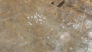 कटाई से पहले ओलों की मार