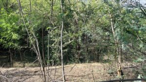 सूखे जोहड़ों से बढ़ी परेशानी, नहरी पानी की मांग