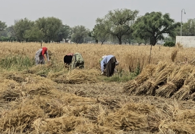 गेहूं की फसल की कटाई करते किसान