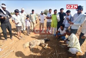 नांगल चौधरी गांव के पास लकड़बग्घे की मौत से फैली सनसनी