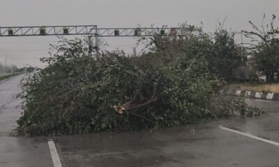नांगल चौधरी में तेज आंधी-तूफान के बाद हाईवे पर गिरा पेड़