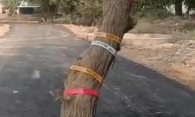पेड़ पर लगाई गई रेडियम टेप, जिससे रात में पेड़ दिखाई दे सके।