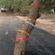 पेड़ पर लगाई गई रेडियम टेप, जिससे रात में पेड़ दिखाई दे सके।