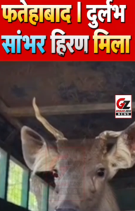 रेस्क्यू किया गया सांभर प्रजाति का हिरण।