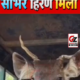 रेस्क्यू किया गया सांभर प्रजाति का हिरण।