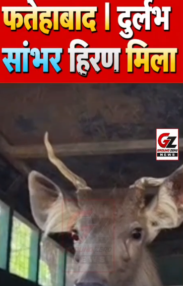 रेस्क्यू किया गया सांभर प्रजाति का हिरण।