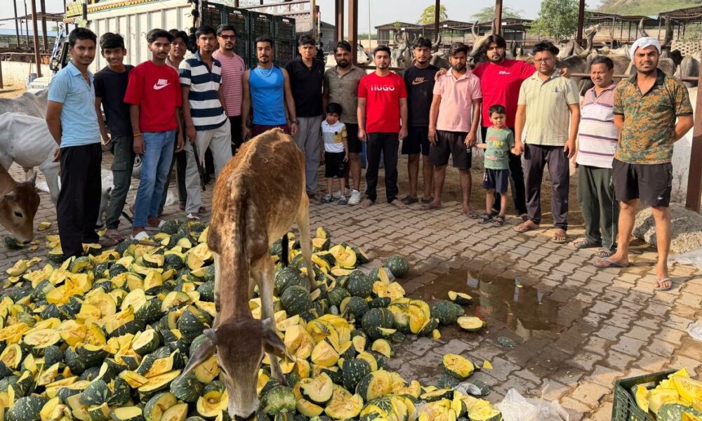 रघुनाथपुर गोशाला में सवामणी, गौ सेवा समूह ने गायों को हरा चारा व सब्जियां खिलाईं