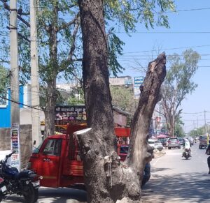 महेंद्रगढ़ रोड पर काटे गए सरकारी पेड़ 