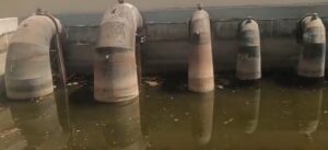 खासपुर-खामपुर के पास नारनौल ब्रांच नहर में पड़ी मरी हुई मुर्गियां।
