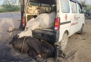 नूंह में एंबुलेंस के जरिए गौ तस्करी का भंडाफोड़