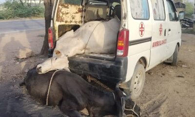 नूंह में एंबुलेंस के जरिए गौ तस्करी का भंडाफोड़