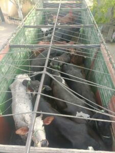 कार्रवाई के दौरान मुक्त कराए गए गोवंश