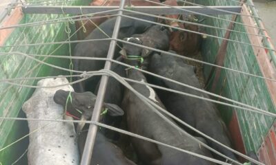 कार्रवाई के दौरान मुक्त कराए गए गोवंश