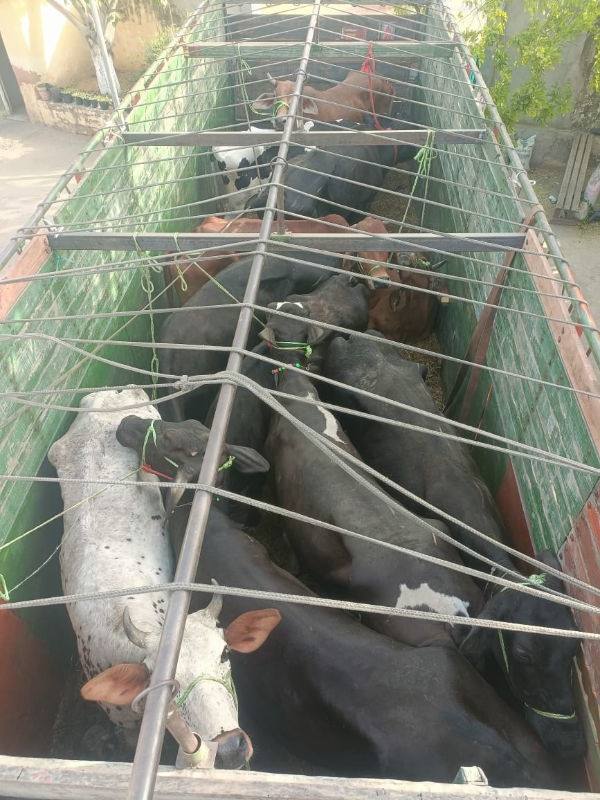 कार्रवाई के दौरान मुक्त कराए गए गोवंश
