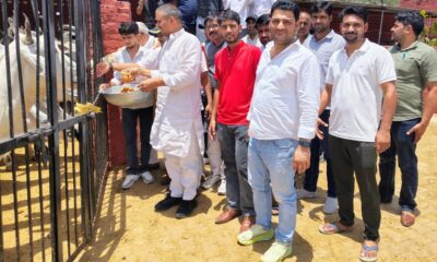 बिहाली गौशाला में गायों को गुड़ खिलाते हुए कुलदीप यादव।