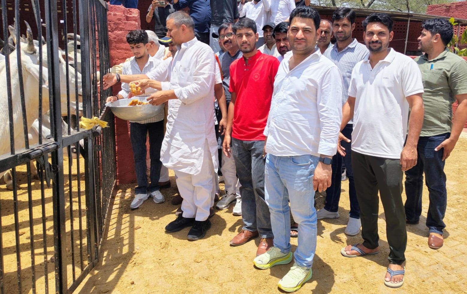 बिहाली गौशाला में गायों को गुड़ खिलाते हुए कुलदीप यादव।