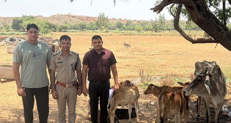 गौ-तस्करी रोकने और सुरक्षा व्यवस्था मजबूत करने के लिए गौवंश की जानकारी एकत्रित करती नूंह पुलिस टीम।