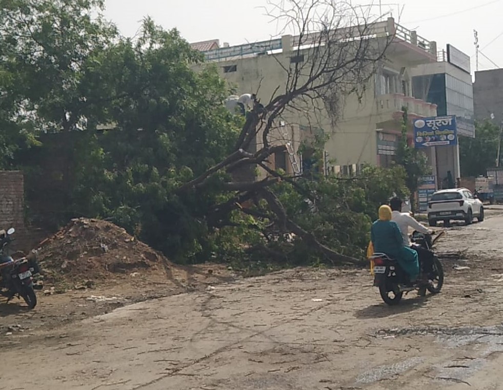 सतनाली में आंधी और बारिश के बाद सड़क पर गिरा पेड़ और बदला मौसम।