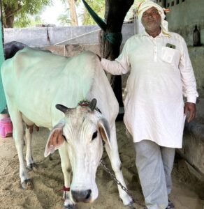 गाय के साथ पशुपालक रमेश चंद।