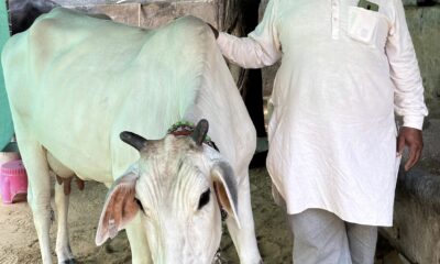 गाय के साथ पशुपालक रमेश चंद।