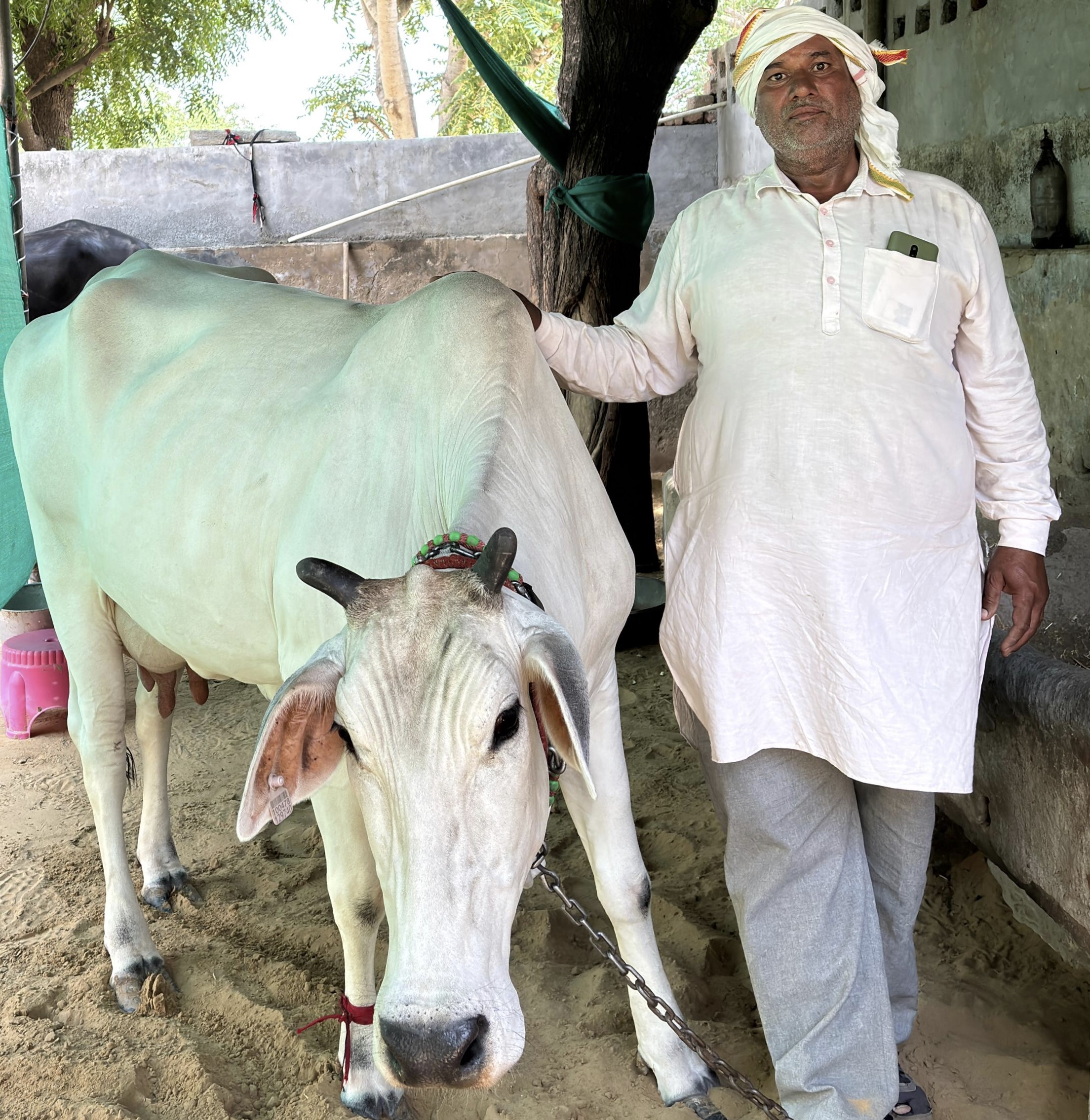 गाय के साथ पशुपालक रमेश चंद।