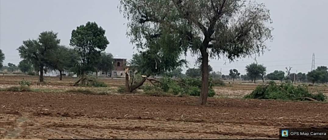 तेज अंधड़ में खेतों में पेड़ टूटकर गिर गए