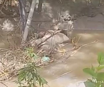 नारनौल के भूषण शोभापुर में नहर से मिला अज्ञात शव