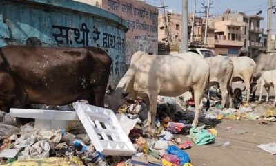 कूड़े के ढेर से खाना खाते गोवंश