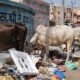 कूड़े के ढेर से खाना खाते गोवंश