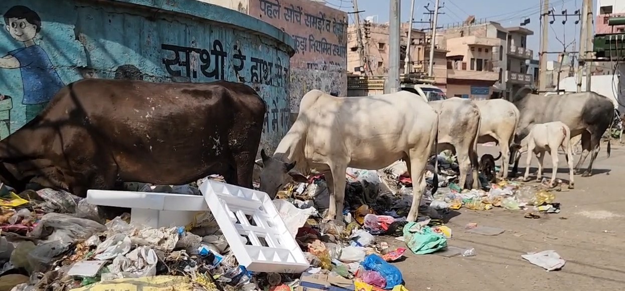 कूड़े के ढेर से खाना खाते गोवंश