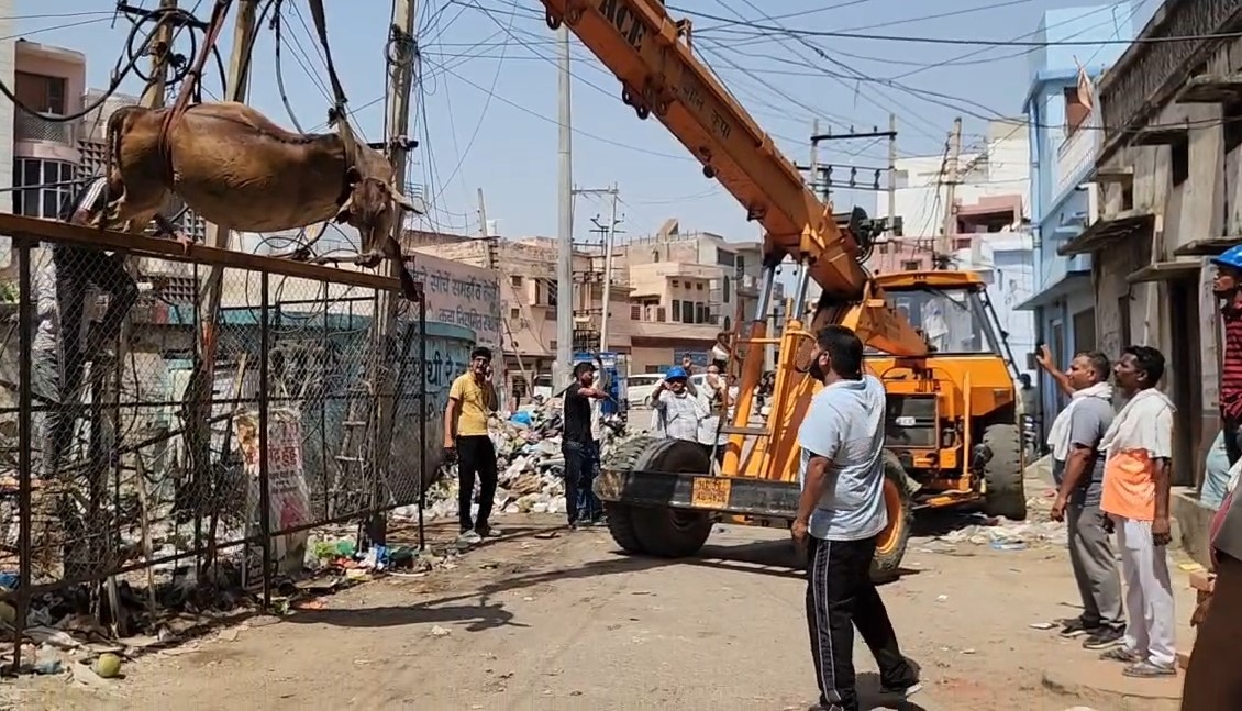 ट्रांसफार्मर के नीचे करंट लगने से मृत गोवंश।