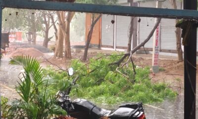 नांगल चौधरी में आंधी और बारिश के बाद सड़क पर गिरा पेड़।