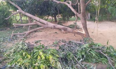 सतनाली के ढाणा क्षेत्र में आंधी-तूफान के बाद बीच से टूटा पेड़