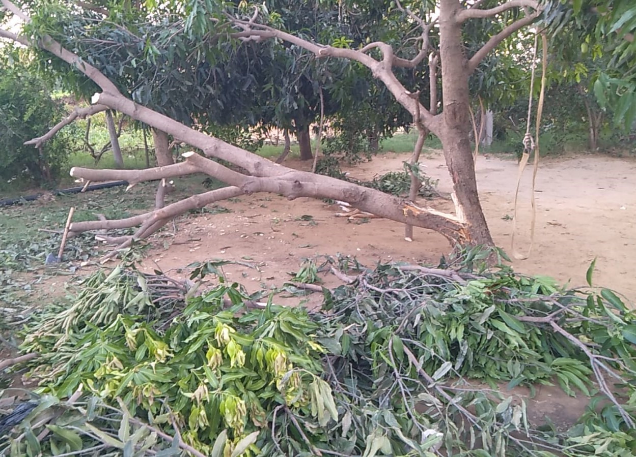 सतनाली के ढाणा क्षेत्र में आंधी-तूफान के बाद बीच से टूटा पेड़