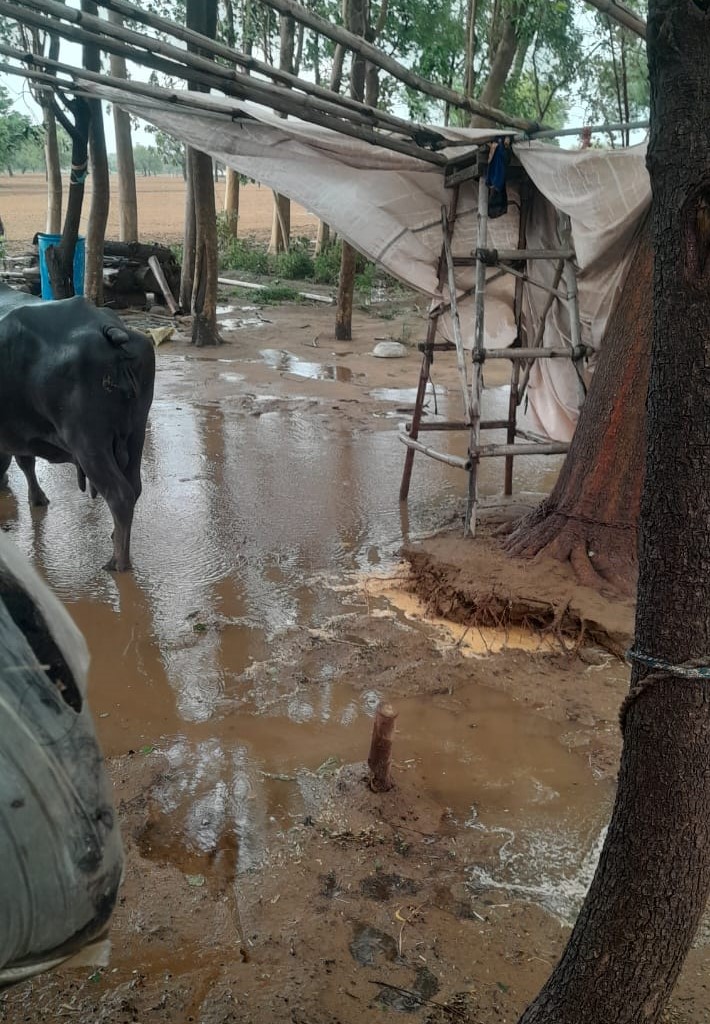 चन्दपुरा में पशुशालाओं के झोंपड़े क्षतिग्रस्त हुए।