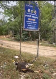 घटनास्थल पर पड़ी मृत गर्भवती बकरी