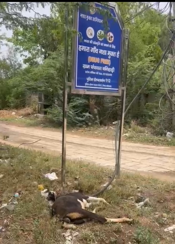 घटनास्थल पर पड़ी मृत गर्भवती बकरी