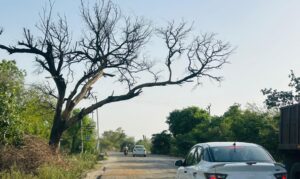 नारनौल रोड पर सड़क किनारे खड़ा सूखा कीकर का पेड़