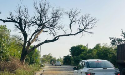 नारनौल रोड पर सड़क किनारे खड़ा सूखा कीकर का पेड़