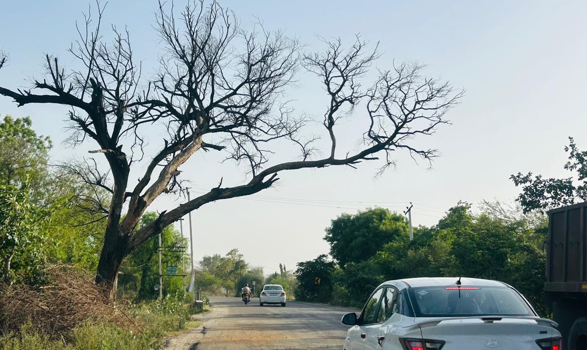 नारनौल रोड पर सड़क किनारे खड़ा सूखा कीकर का पेड़