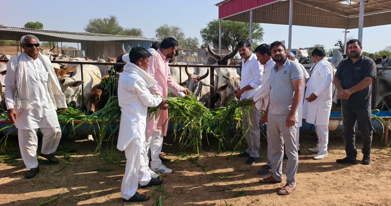 श्री श्याम गौ सेवा धाम में राहुल गांधी के जन्मदिवस पर गायों को चारा खिलाते कांग्रेस कार्यकर्ता।