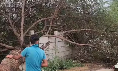महेंद्रगढ़ की धौलपोश गौशाला में आंधी-तूफान के बाद क्षतिग्रस्त टीन शेड और गिरा बरगद का पेड़।