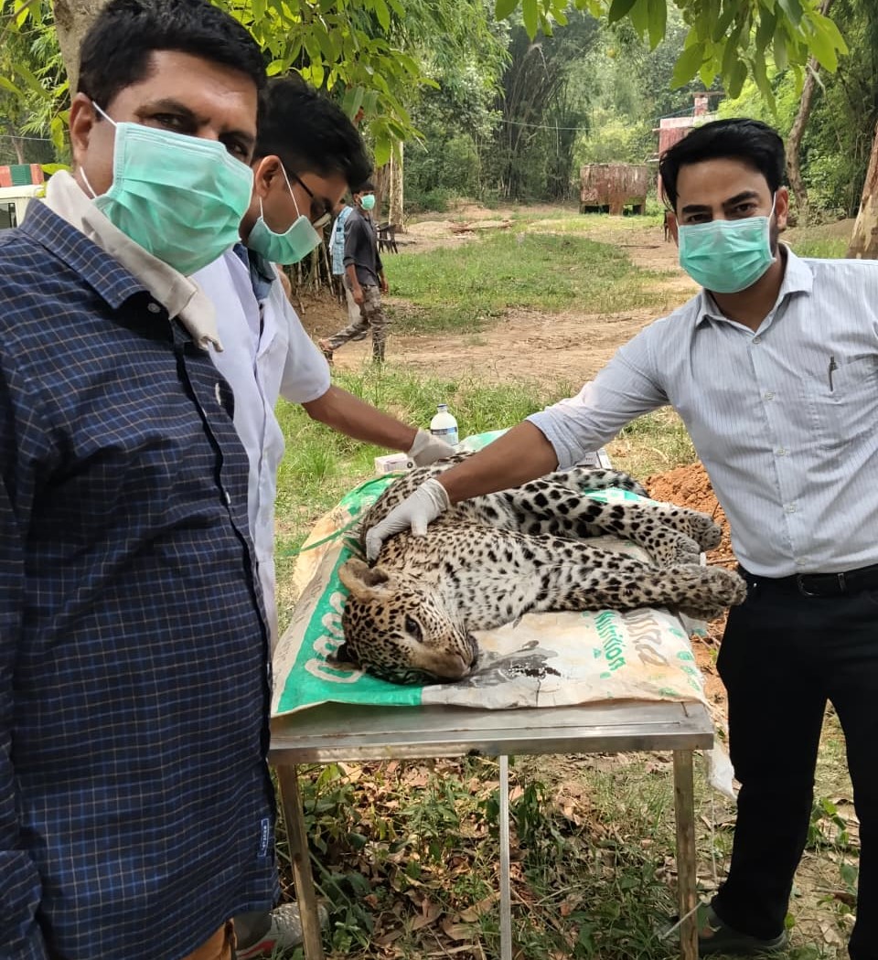 कलेसर नेशनल पार्क में मृत लेपर्ड के पोस्टमार्टम के दौरान चिकित्सकों की टीम।